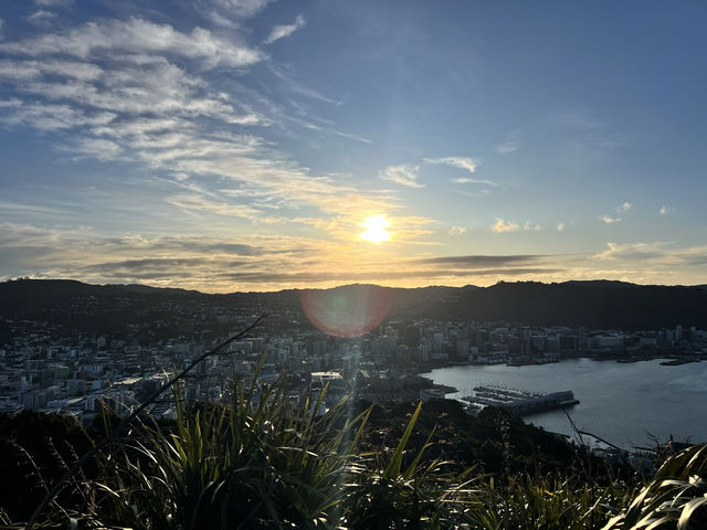 🏞️ Mount Victoria Lookout｜Wellington 城市與海港的天然畫框