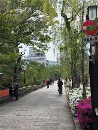【祇園・花見小路】京都の雅に触れる🌸舞妓さんが歩く、夢のような街並み