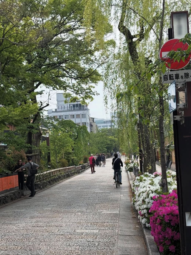 【祇園・花見小路】京都の雅に触れる🌸舞妓さんが歩く、夢のような街並み