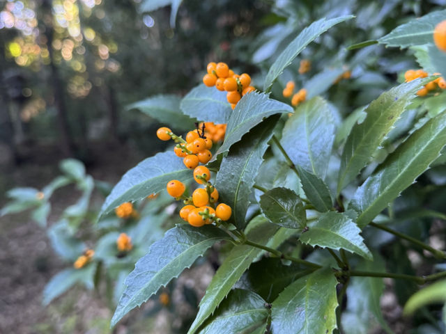 【京都旅行】紅葉見るならここ！！🍁