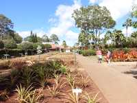 🍍하와이 돌 플랜테이션(Dole Plantation) – 세 번 가서 한 번 본 귀한 파인애플🌿