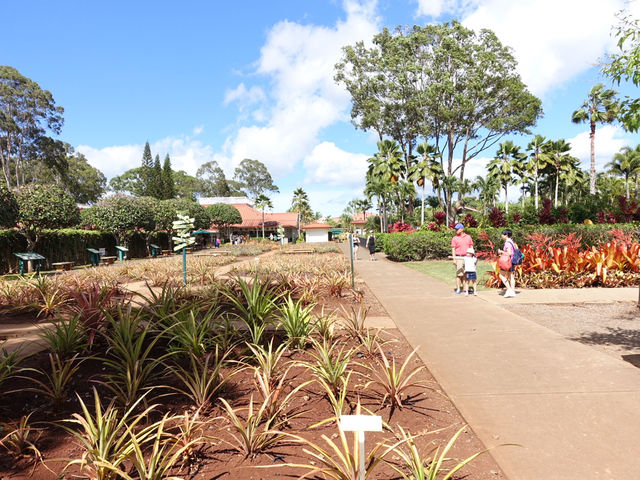 🍍하와이 돌 플랜테이션(Dole Plantation) – 세 번 가서 한 번 본 귀한 파인애플🌿