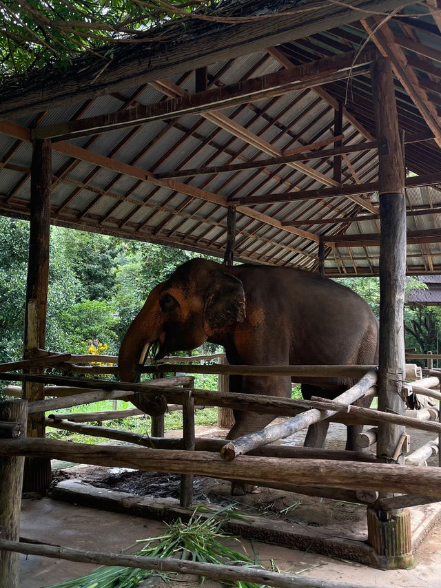 ปางช้างแม่สา🐘🍃