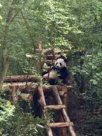 Panda Research Base Chengdu 🐼