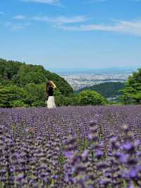 札幌を紫に染める、幌見峠のラベンダー天国🌆💜