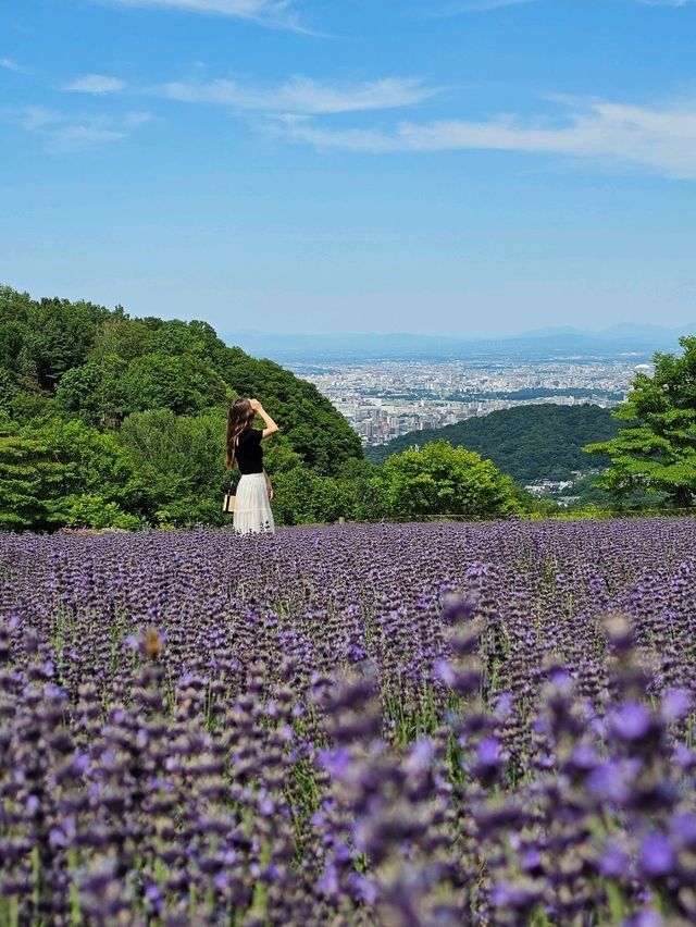 札幌を紫に染める、幌見峠のラベンダー天国🌆💜