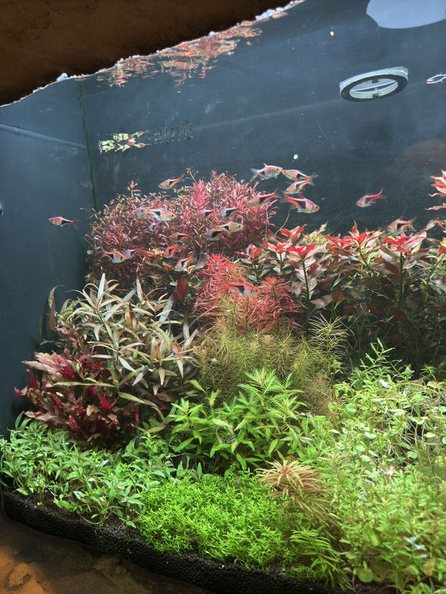 A Splash of Colour – Tropical Fish Time