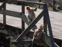 The Staged Wilderness Honk: A Moral Play Between Eco-Tourism and Animal Performance 
