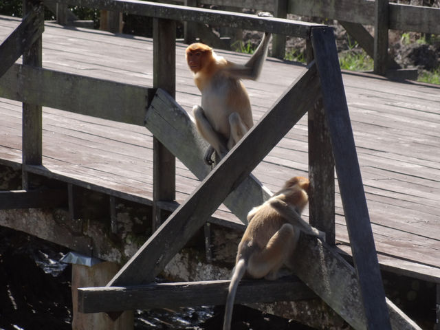 The Staged Wilderness Honk: A Moral Play Between Eco-Tourism and Animal Performance 