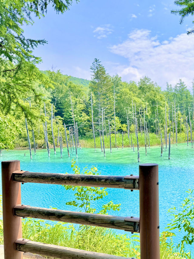 🌿 홋카이도 비에이 & 주변 여행 감성 🏞️💙