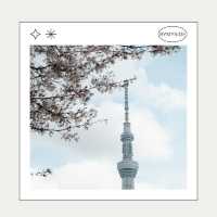 🌸 Sumida Park – ซากุระคู่ตึก Tokyo Skytree
