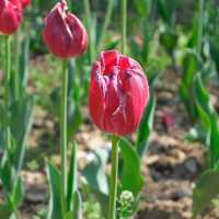 Tulip Garden - Kashmir 🇮🇳