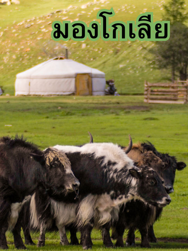 มองโกเลีย มองโกเลีย