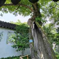 江南園林精粹✨拙政園漫遊記|蘇州古典美學大揭秘