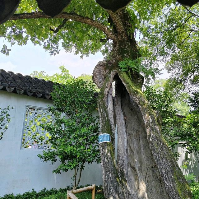 江南園林精粹✨拙政園漫遊記|蘇州古典美學大揭秘 江南園林精粹✨拙政園漫遊記|蘇州古典美學大揭秘