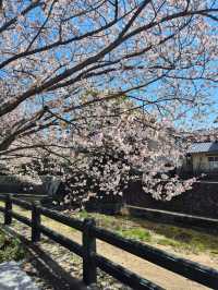 🌸 ซากุระ Dazaifu – ความน่ารักแบบญี่ปุ่นแท้ๆ