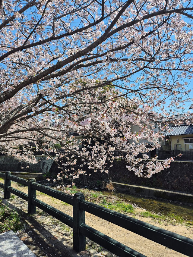 🌸 ซากุระ Dazaifu – ความน่ารักแบบญี่ปุ่นแท้ๆ