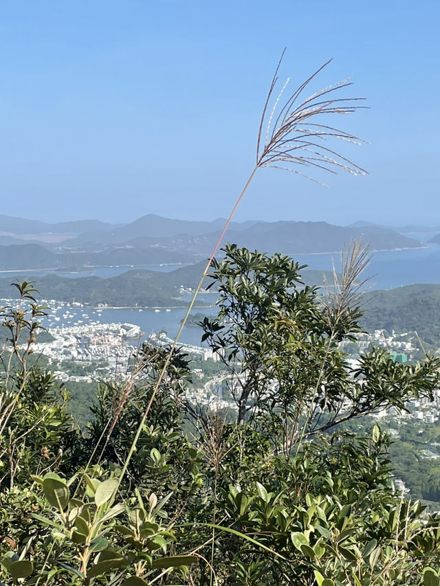 感受芒草包圍