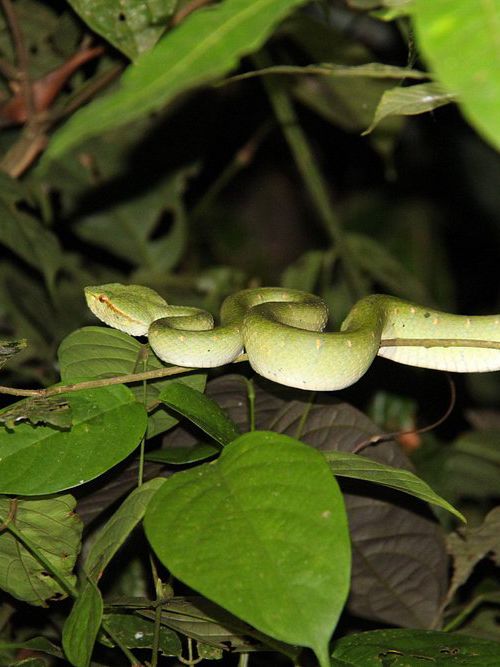 1StopBorneo Wildlife - Malaysia 