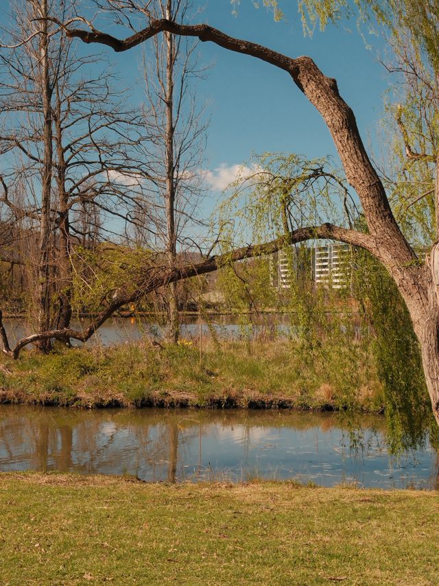 Canberra Floriade 花卉節 2025｜免費入場打卡夢幻花海