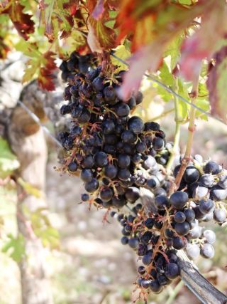 Wine tasting at a vineyard offers a relaxed, comfortable, and unique experience.