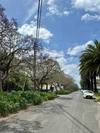 Campsie 第八巷道漫步，追尋春日藍花楹的紫色詩意