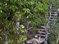Ebony Forest Reserve Mauritius - Lovable tress on earth