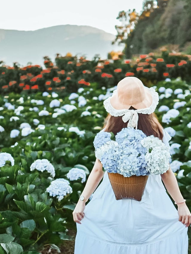 💐 บ้านขุนแปะ – หมู่บ้านกลางขุนเขา ที่มีหมอก ดอกไม้