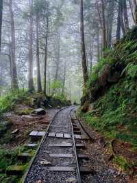 見晴懷古步道森林漫遊體驗🌳