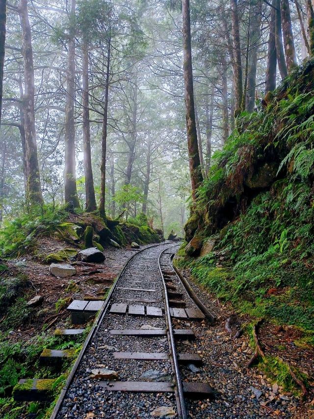 見晴懷古步道森林漫遊體驗🌳