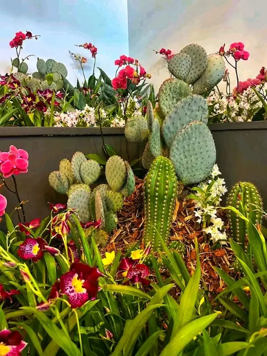 🌵 A Magical Walk Through the Desert Botanical Garden – Where Nature Feels Alive!