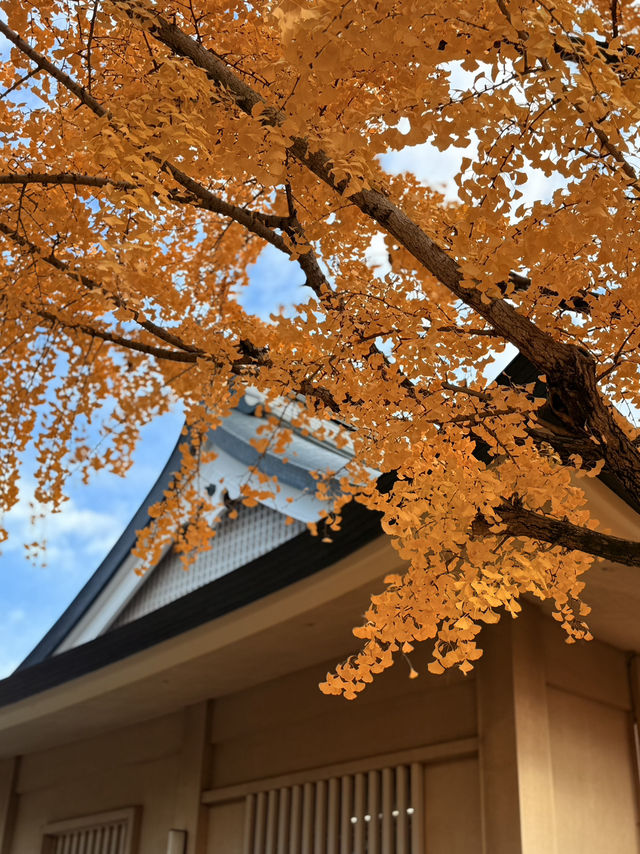 大阪｜連兩年造訪大阪城 看秋日銀杏與楓紅的別樣美感