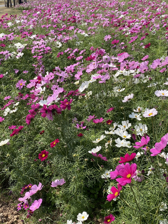 期間限定,去日月貝,別忘走上環島綠道看花海🌺🌸