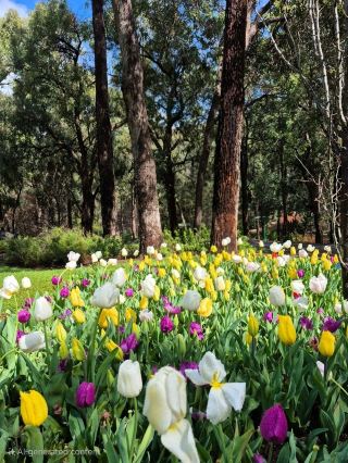 Hidden Gems Near Perth: York & Araluen Park Vibes 🌾🌸