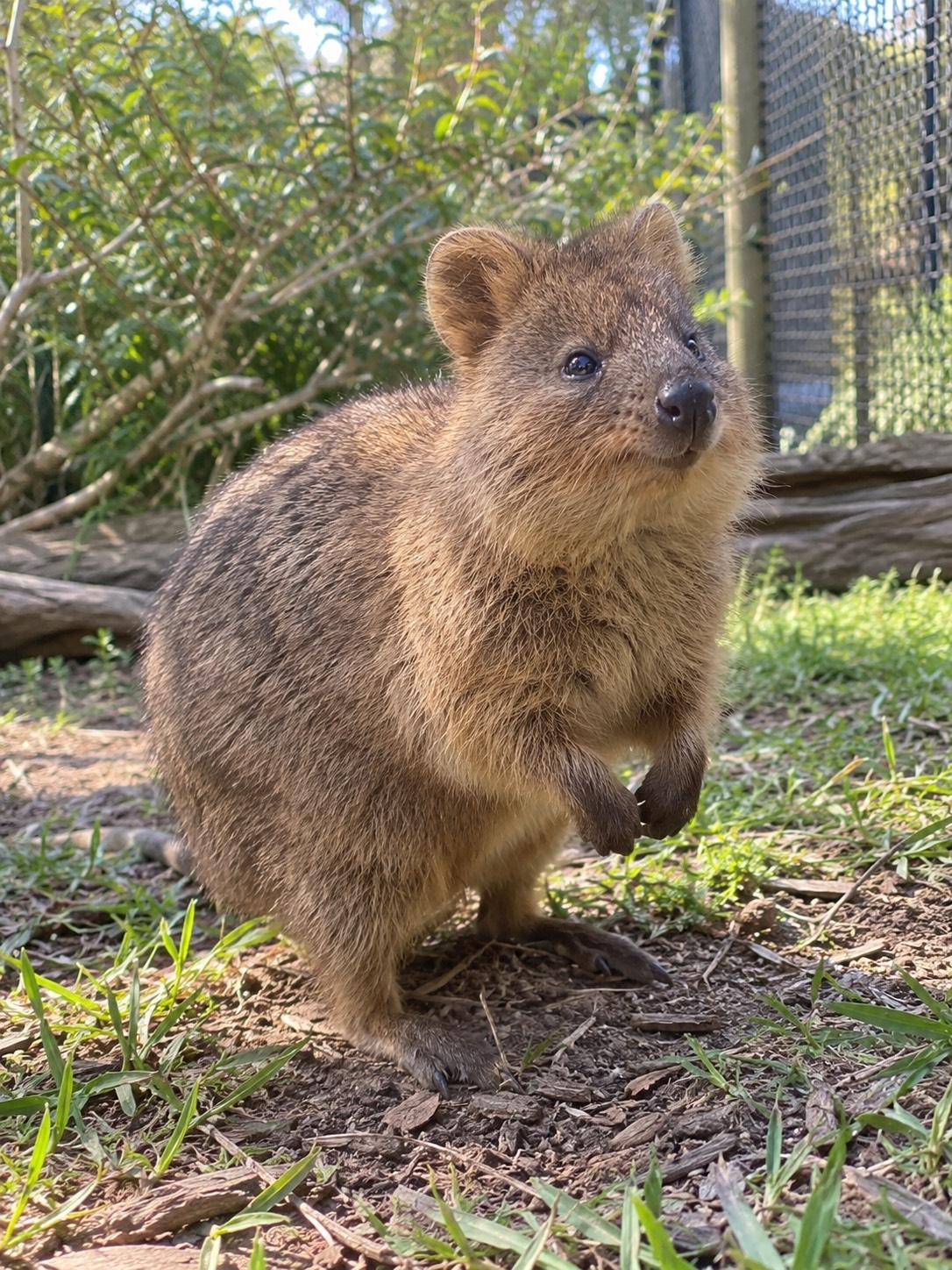 Featherdale Wildlife Park 🐨🦘 Get up close and personal with Australian animals and experience adorable nature 🇦🇺

Explore Featherdale Sydney Wildlife Park, a renowned zoo and wildlife park in New South Wales, Australia. Perfect for those who want to get up close and personal with native animals in a lush and friendly atmosphere 🌿💚

The highlight here is the array of adorable animals that many dream of seeing, including koalas resting in trees, kangaroos roaming their enclosures, as well as wombats, emus, and many other native species 🐨🦘. Enjoy both entertainment and knowledge about Australian wildlife, plus capture countless memorable photos 📸

If you're visiting Sydney and want to add a nature-inspired experience to your trip, this is the perfect place for families, couples, and animal lovers. It's a truly enriching destination for your Australian adventure!

#FeatherdaleWildlifePark #FeatherdaleZoo #Featherdale #SydneyTravel #AustraliaTravel #Koala #Kangaroo #AustralianNativeAnimals #Zoo #Nature #InternationalTravel #TravelAustralia #travel #tripcom #trip