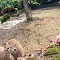 Wildlife Adventure: Explore Taman Safari