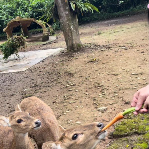 Wildlife Adventure: Explore Taman Safari