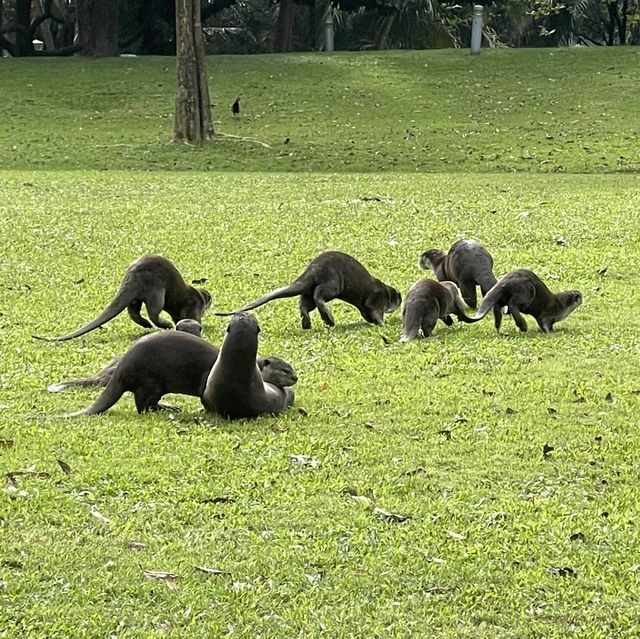 Bishan-AMK park