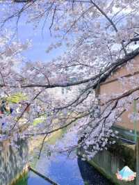 🌸哲學之道：京都山麓的春日漫步🌸