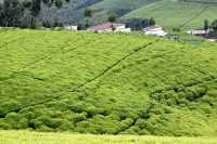 Burundi green scenery 