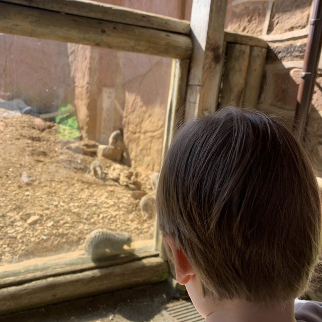 Birthday treat to Chester zoo🐘🦓👌🏽
