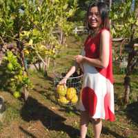 Pasutara … Lemon farm in Ratchaburi