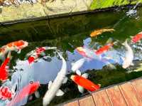 🎏房露台有魚池@怡保🎏