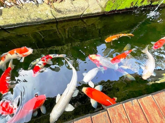 🎏房露台有魚池@怡保🎏
