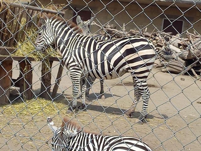 Naples Zoo 🦏