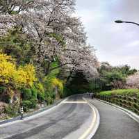 《首爾南山公園》🌸隨便一條登山步道都是賞櫻的絕佳地點🌸