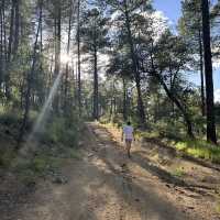 A hike through the forest