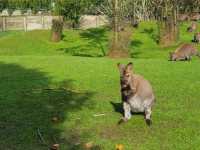 Place for animal lovers in Christchurch