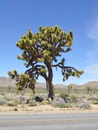 Joshua Tree National Park
