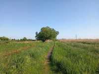 Magor Marsh and the Caldicot Levels 
